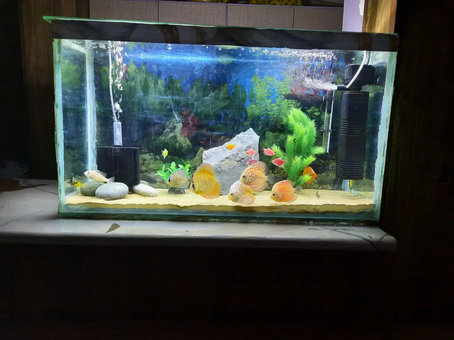 فروش آکواریوم با ماهی و تمام تجهیزات|ماهی|اصفهان, کوی امام|دیوار