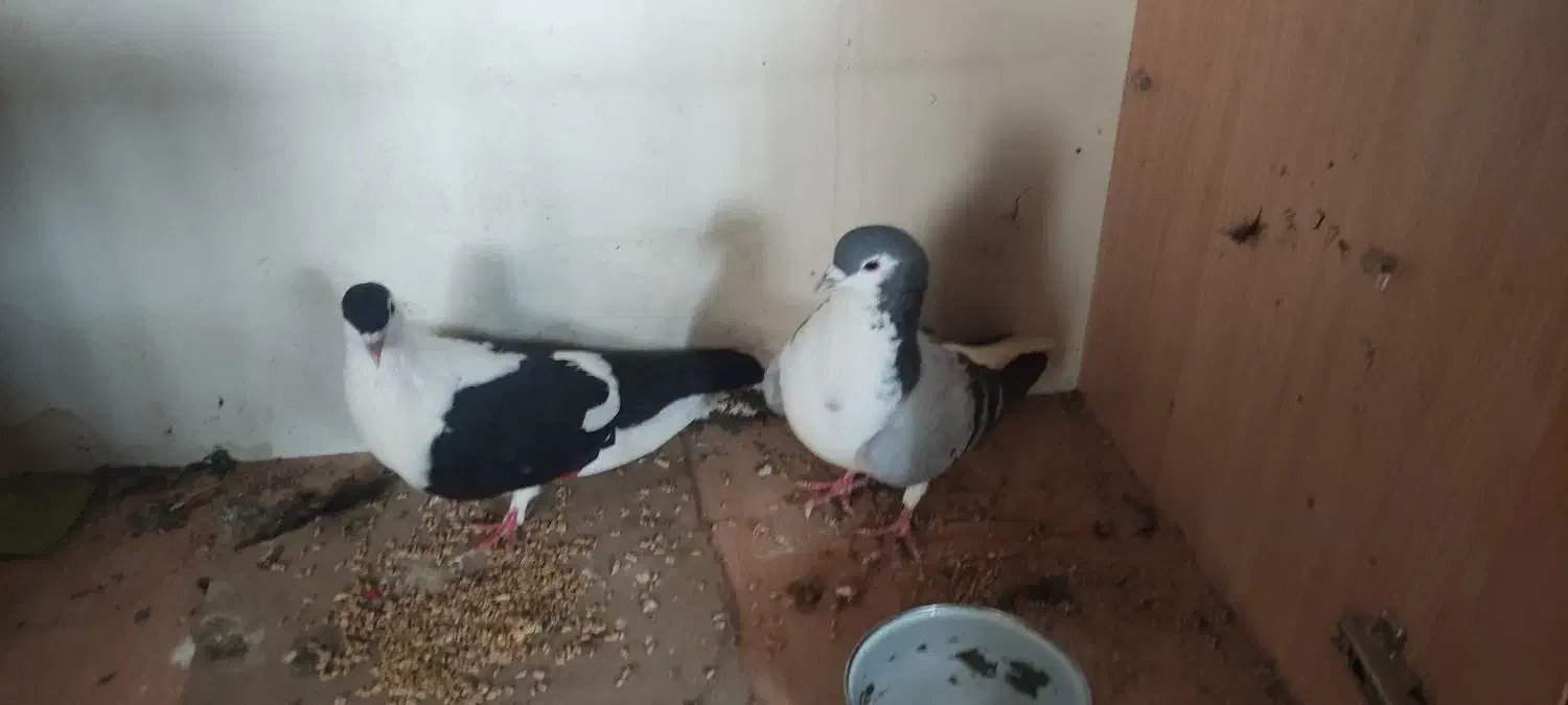 کفتر|پرنده|آبکوه, |دیوار