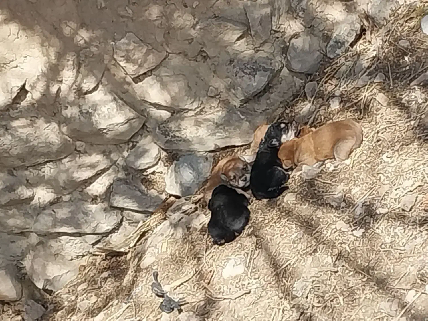 سگ پاکوتا|سگ|شیروان (خراسان), |دیوار