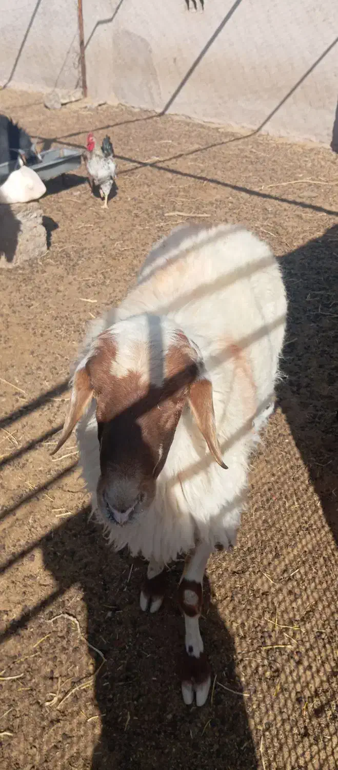 بره نروقوچ‌وبزغاله‌|حیوانات مزرعه|قائن, |دیوار