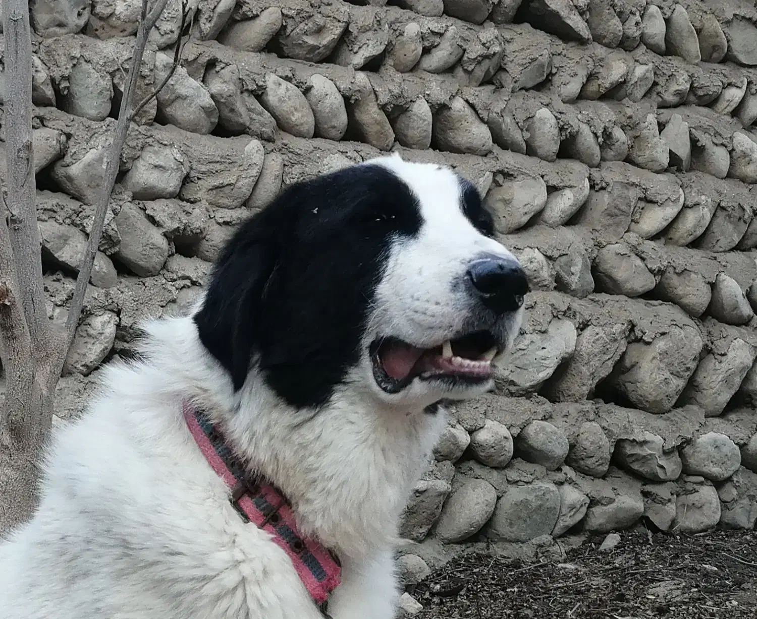 سگ قدرجونی|سگ|خمیر, |دیوار