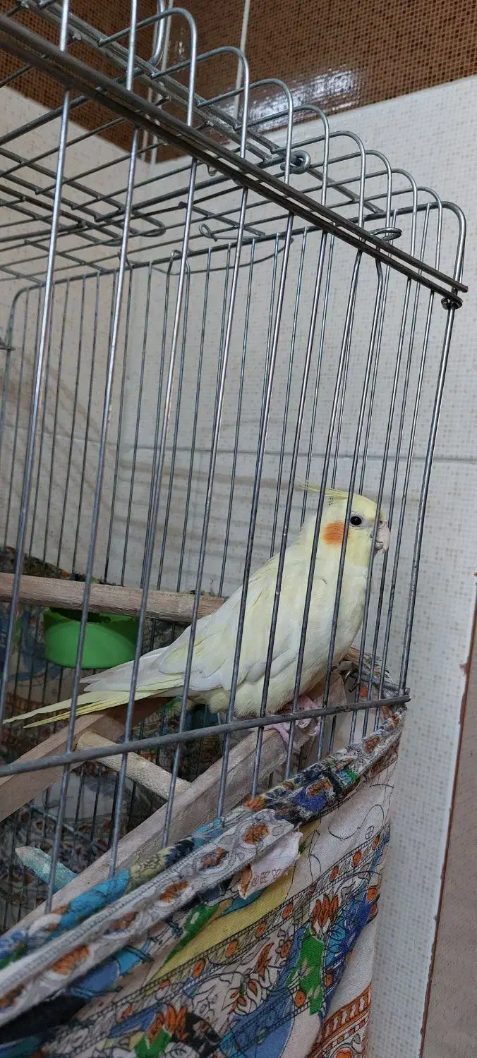 عروس هلندی|پرنده|اقبالیه, |دیوار