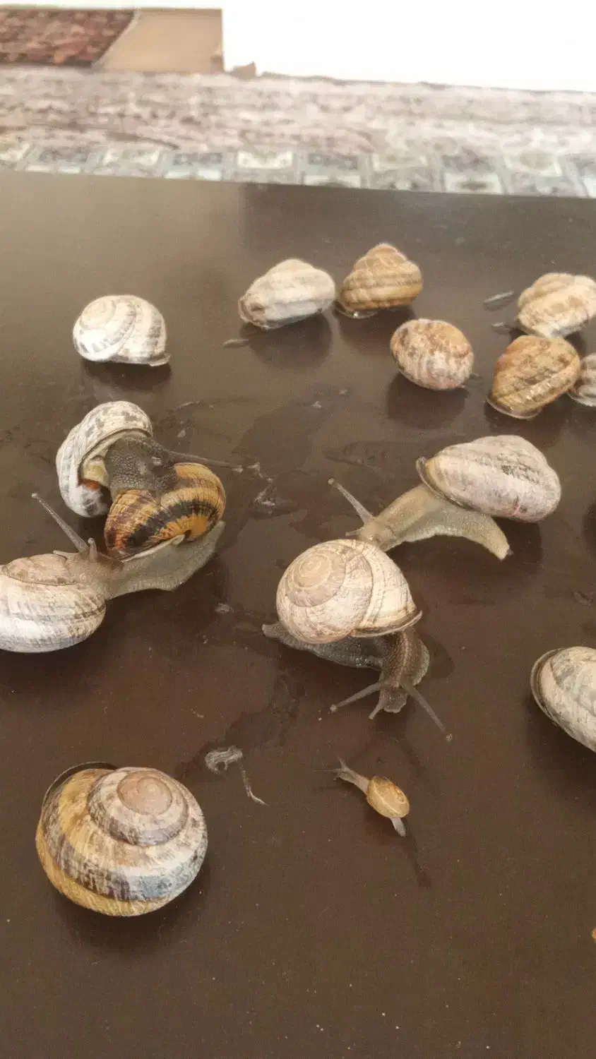 حلزون|خزنده|تهران, دولاب|دیوار