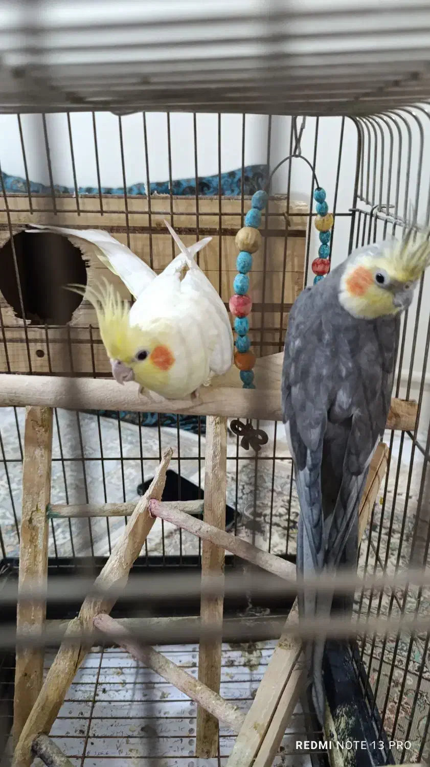 دوعدد عروس هلندی|پرنده|فردیس, شهرک ۱۱۰|دیوار