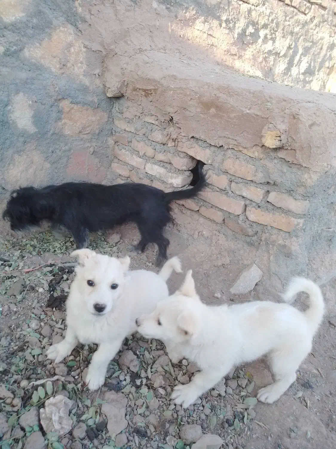 دو عدد سگ نژاد دار پاکوتاه|سگ|مشهد, شهرک ابوذر|دیوار