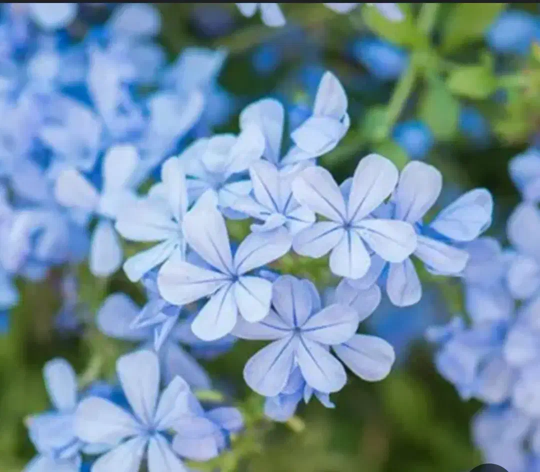 یاس آبی|گل و گیاه طبیعی|سیستان, |دیوار