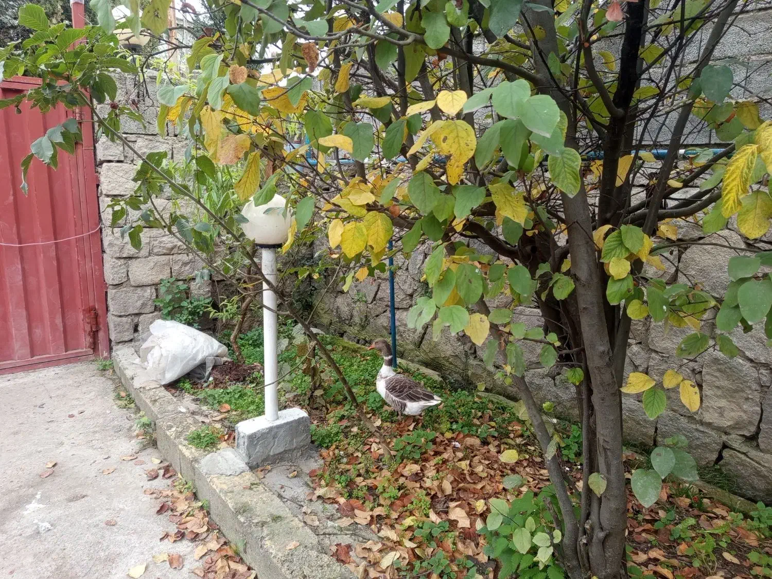 غاز فروشی|حیوانات مزرعه|کلاردشت, |دیوار