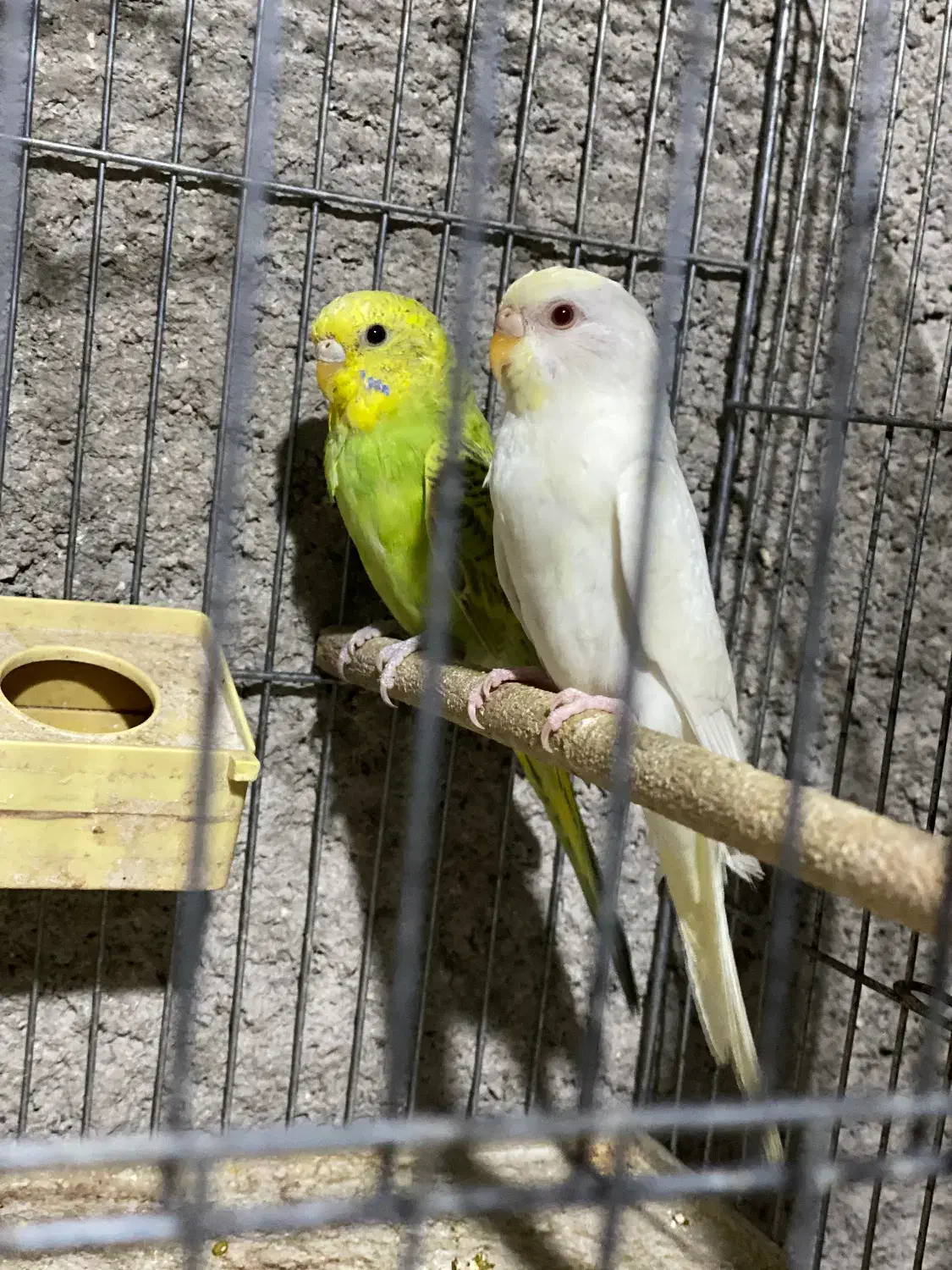 جفت مرغ عشق بالغ|پرنده|داراب, |دیوار