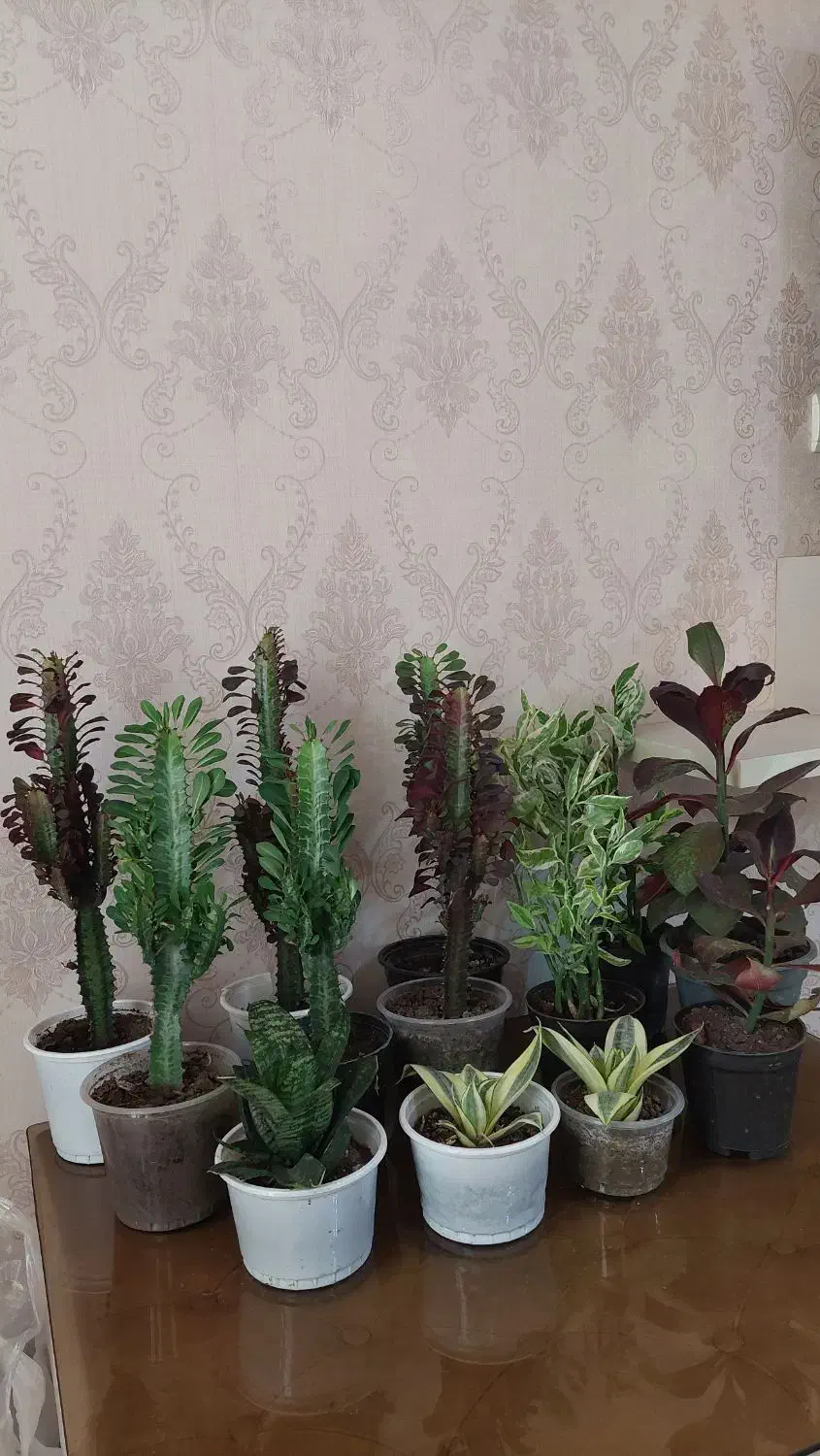 کاکتوس|گل و گیاه طبیعی|رشت, عینک|دیوار