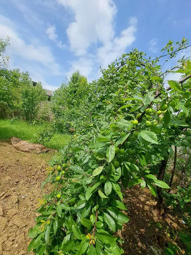 فروش زمین در روستای آتشگاه رشت|فروش زمین و ملک کلنگی|رشت, آتشگاه|دیوار