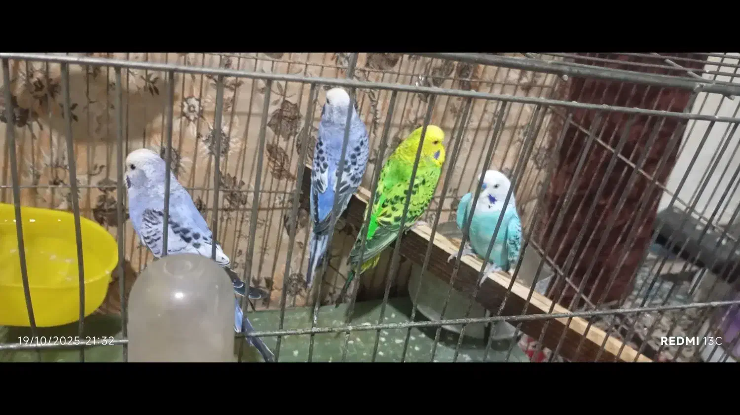 مرغ عشق انگلیسی|پرنده|کرمانشاه, |دیوار