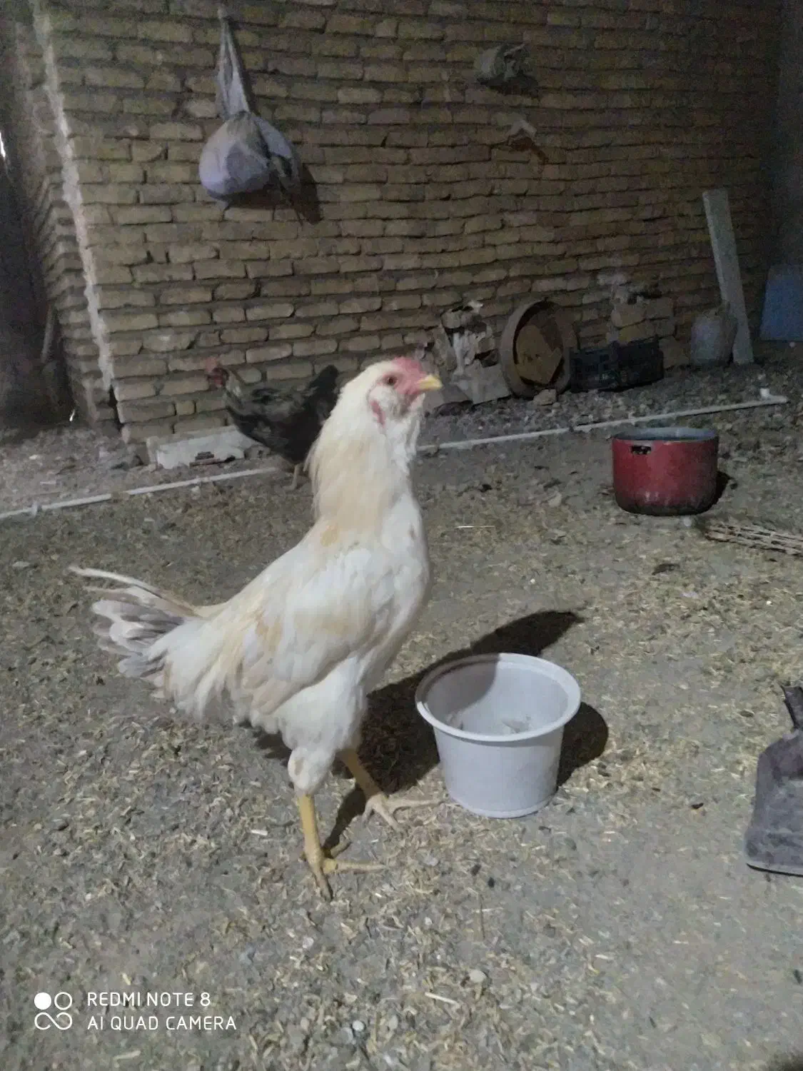 خروس سفید|پرنده|زاوه, |دیوار