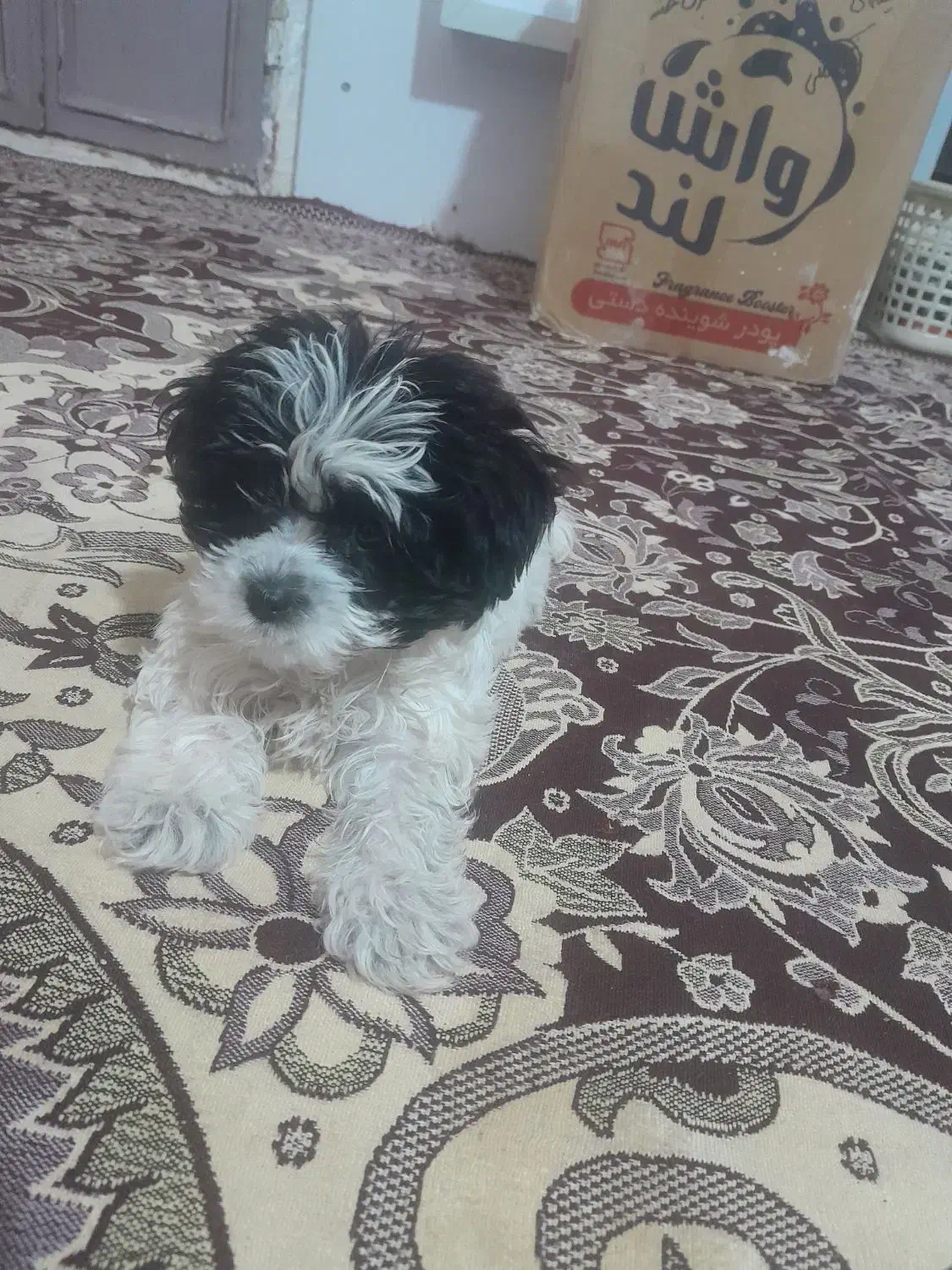 سگ پاکوتاه شیتزو|سگ|ارومیه, |دیوار