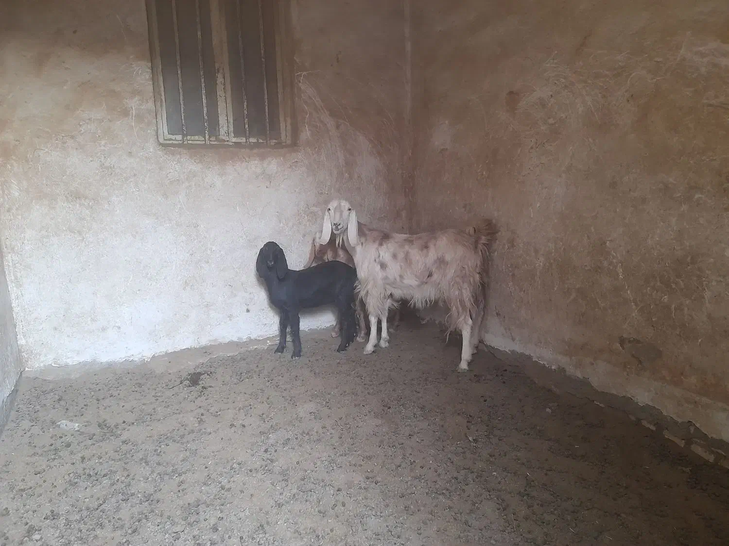 بز وبزغاله|حیوانات مزرعه|اصفهان, قهجاورستان|دیوار