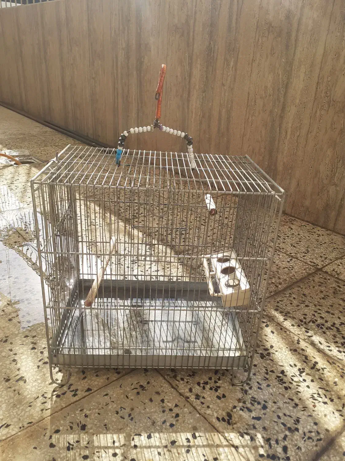 فروش قناری|پرنده|کهریزک, |دیوار