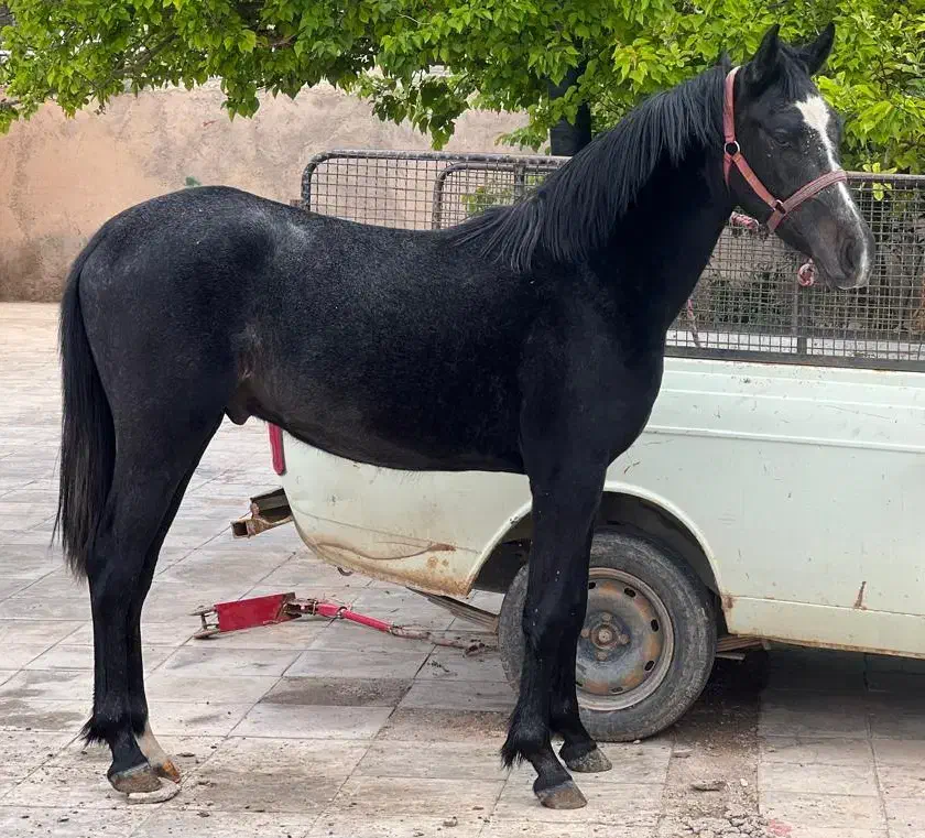 فروش فوری بدلیل نداشتن جای نگهداری|اسب و تجهیزات اسبسواری|زید آباد, |دیوار