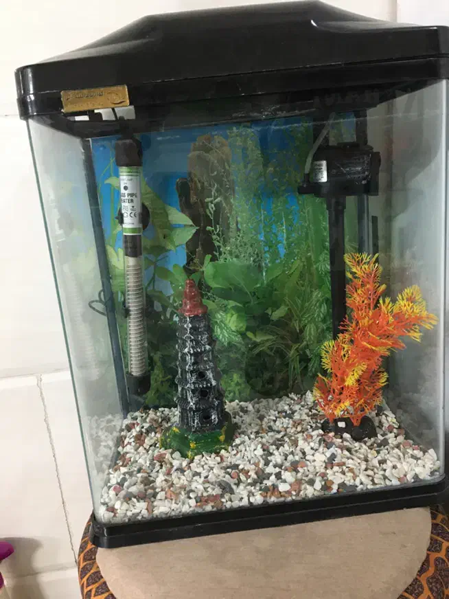 آکواریوم درحد نو|صنایع دستی و سایر لوازم تزئینی|بهشهر, |دیوار