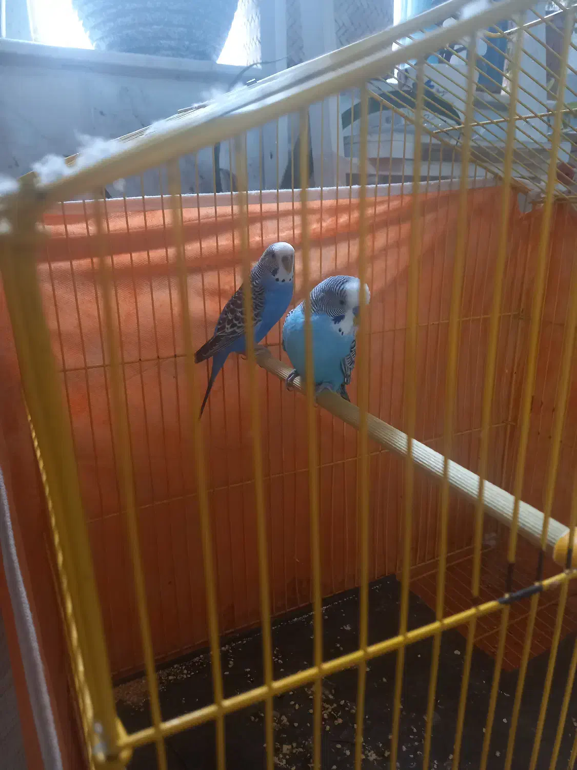 فروش مرغ عشق جفت زیبا و دوست داشتنی|پرنده|نیشابور, شهرک قدس|دیوار