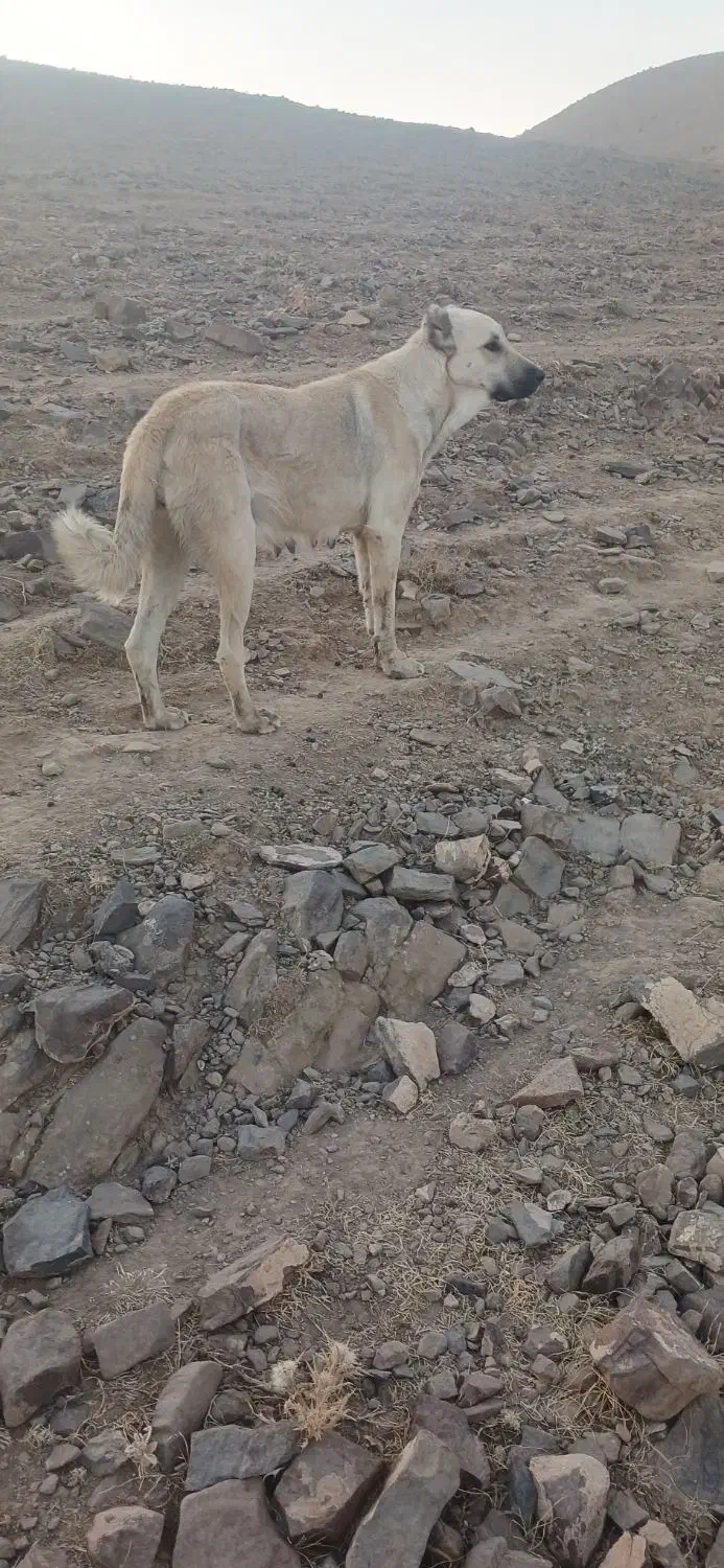 ماده سرابی|سگ|میاندوآب, |دیوار