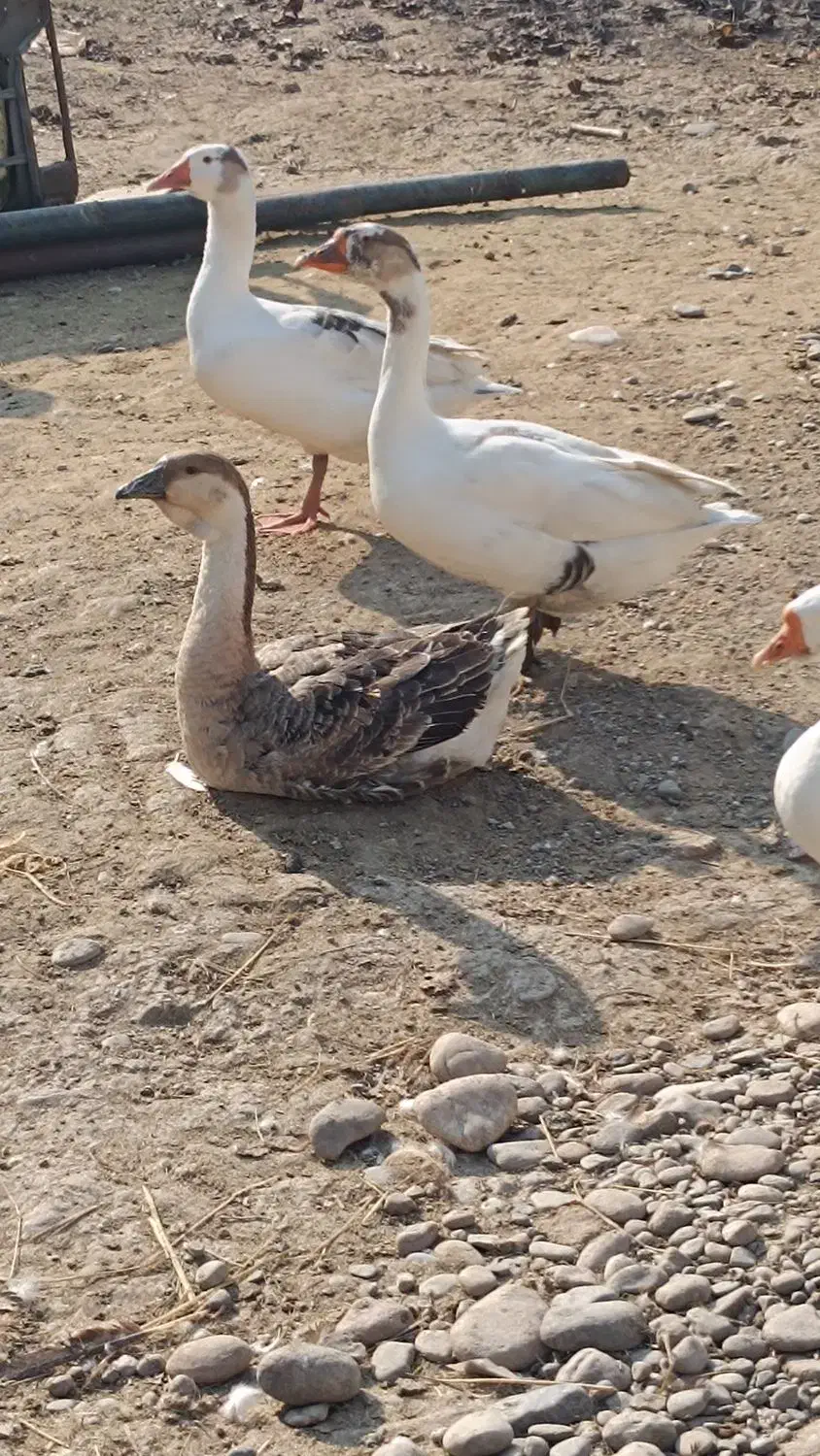 غوغاز و غاز|حیوانات مزرعه|سنگر, |دیوار