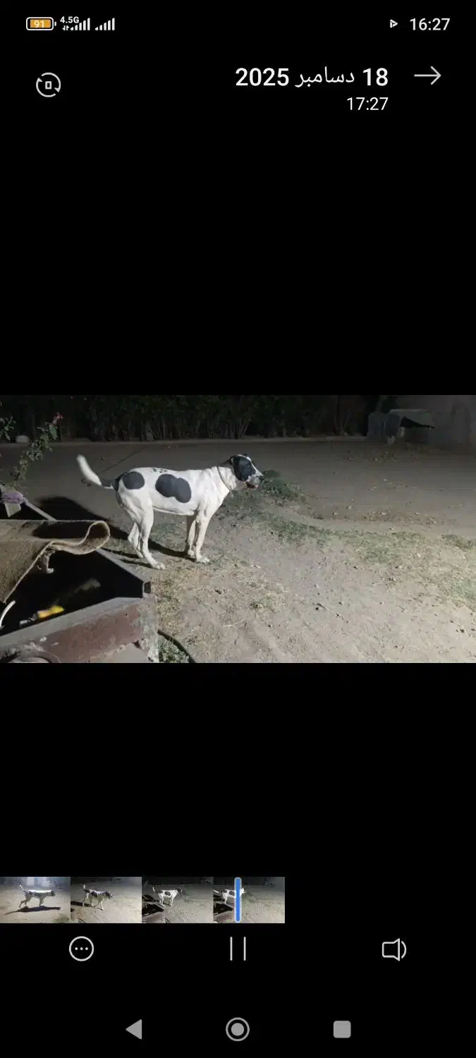 سگ گم شده|حیوانات|نیشابور, مازول|دیوار