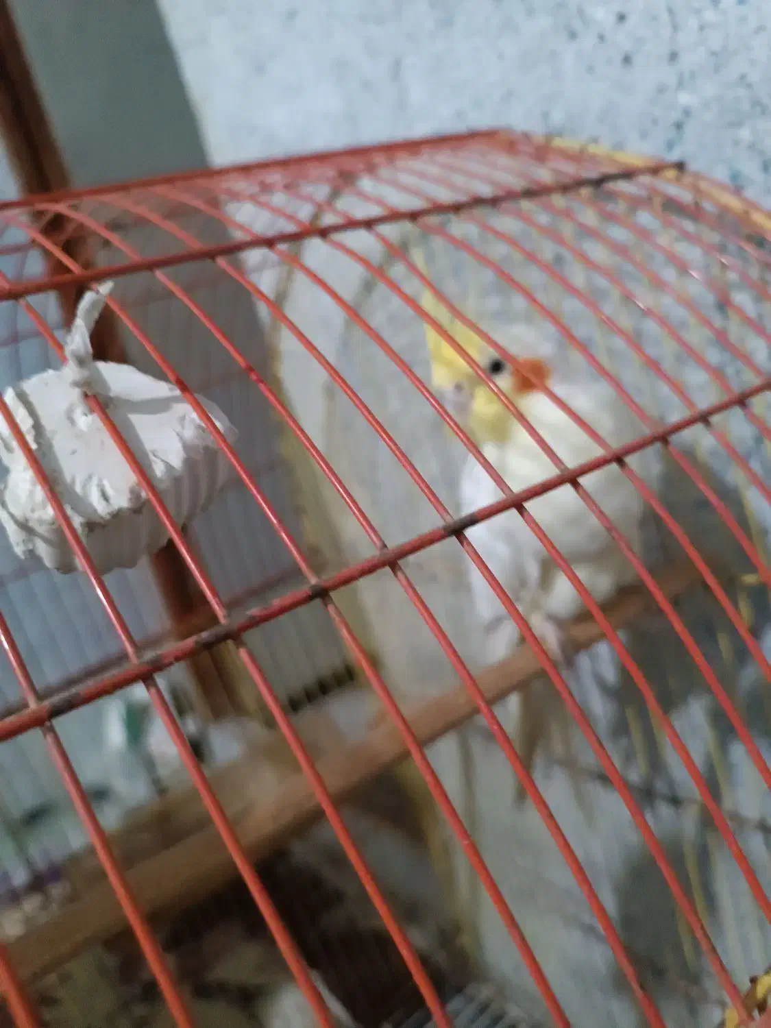 عروس هلندی رام و اواز خان|پرنده|میناب, |دیوار