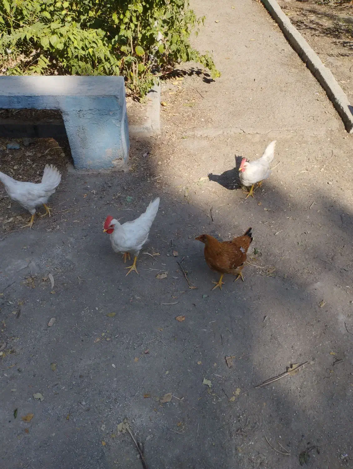 مرغ خروس|حیوانات مزرعه|تهران, چوب تراش|دیوار