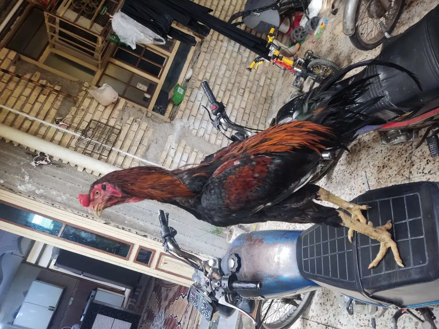 خروس اوشامو|حیوانات مزرعه|دیلم, |دیوار