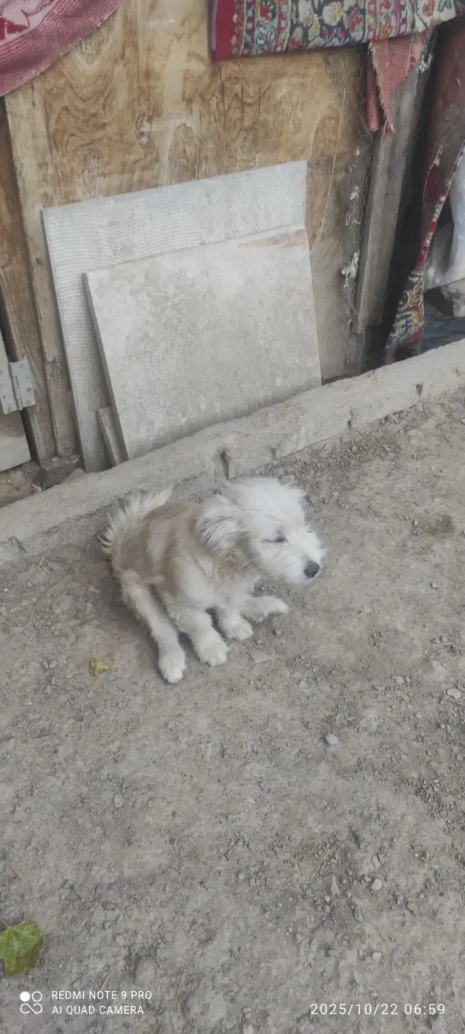 سگ پا کوتاه شپرز|سگ|گلبهار, شهر جدید گلبهار|دیوار