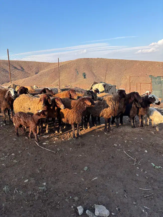 میش افشار|حیوانات مزرعه|مشهد, آزادشهر|دیوار