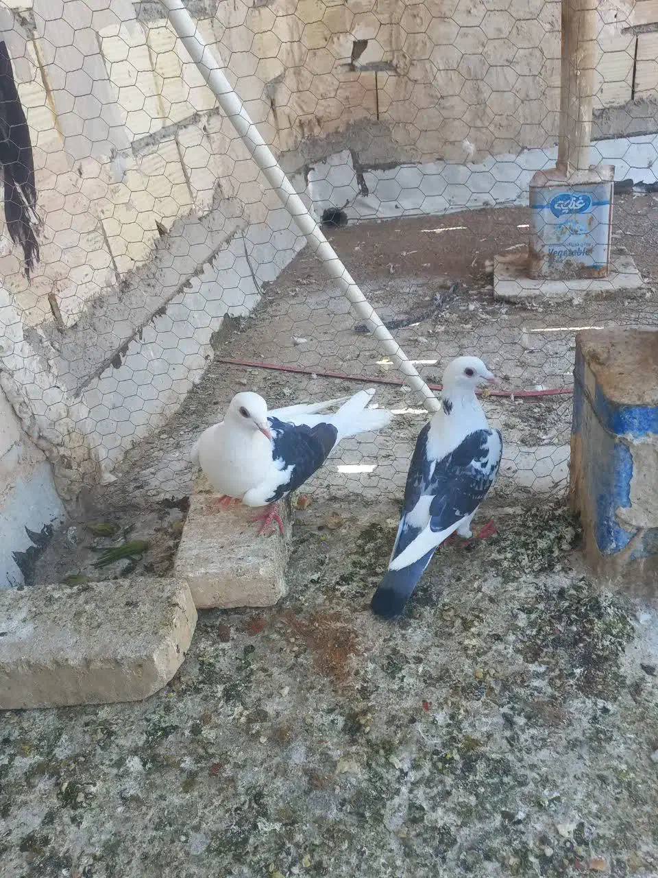 جفت  دوکت|پرنده|یزد, |دیوار