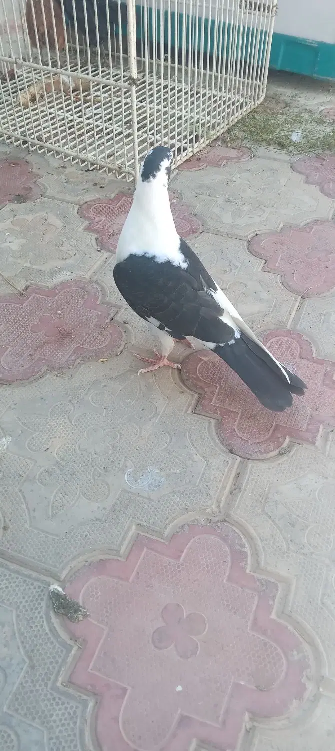 چپ دم|پرنده|کوهسرخ, |دیوار