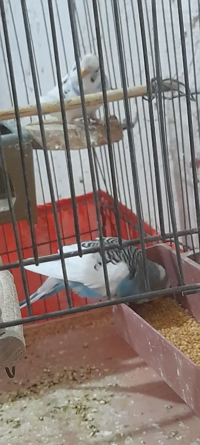 مرغ عشق مولد|پرنده|پاکدشت, خاتون آباد|دیوار