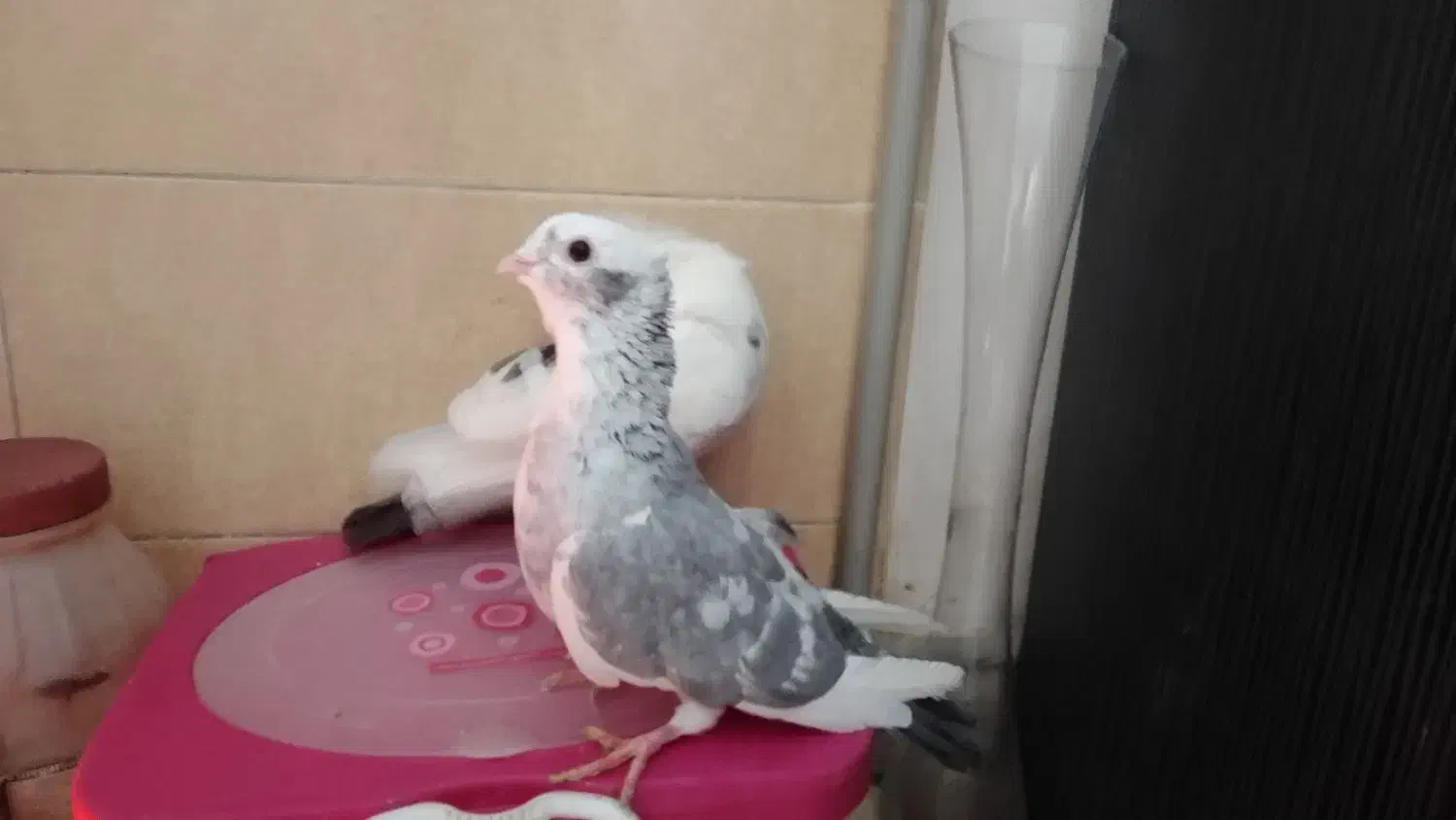 کبوتر تزئینی و رنگی|پرنده|بومهن, |دیوار