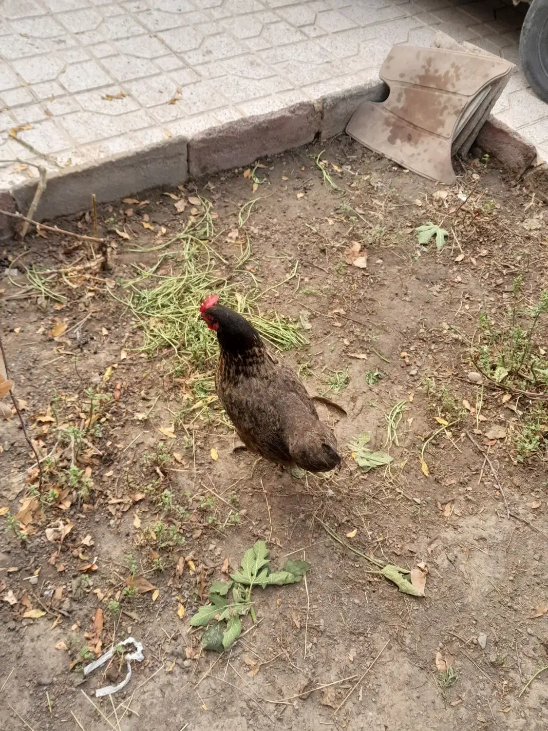 مرغ تخمی|حیوانات مزرعه|تربت‌حیدریه, بالا ولایت|دیوار