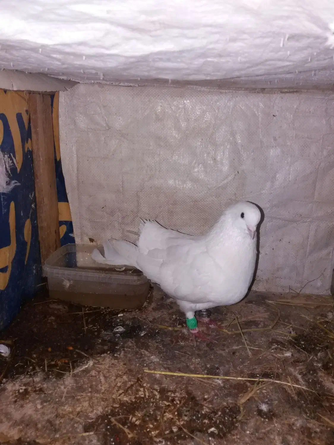 کبوتر دم چتری نر بالغ|پرنده|گلبهار, شهر جدید گلبهار|دیوار