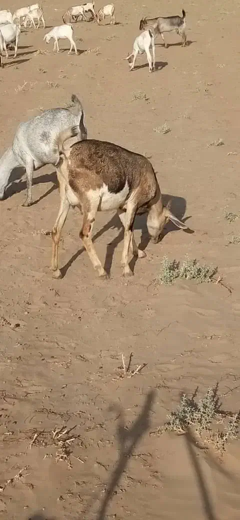 بز داشتی|حیوانات مزرعه|برازجان, |دیوار