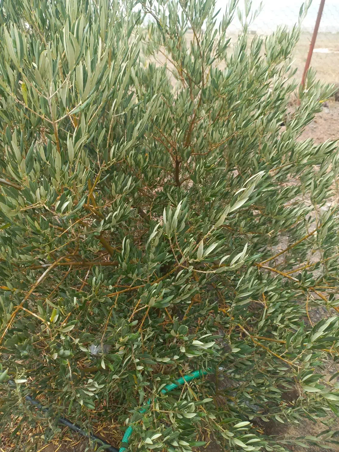 باغ پردیس بالاتر از شن شویی|فروش دفتر صنعتی، کشاورزی، تجاری|سبزوار, کراب|دیوار