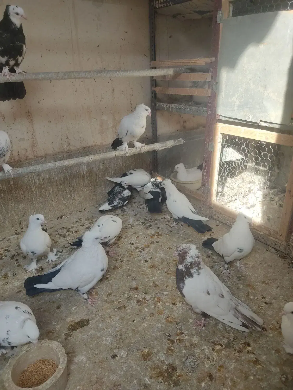 کبوتر دم سیاه. رنگی|پرنده|قم, شهرک مهدیه (مدرس)|دیوار