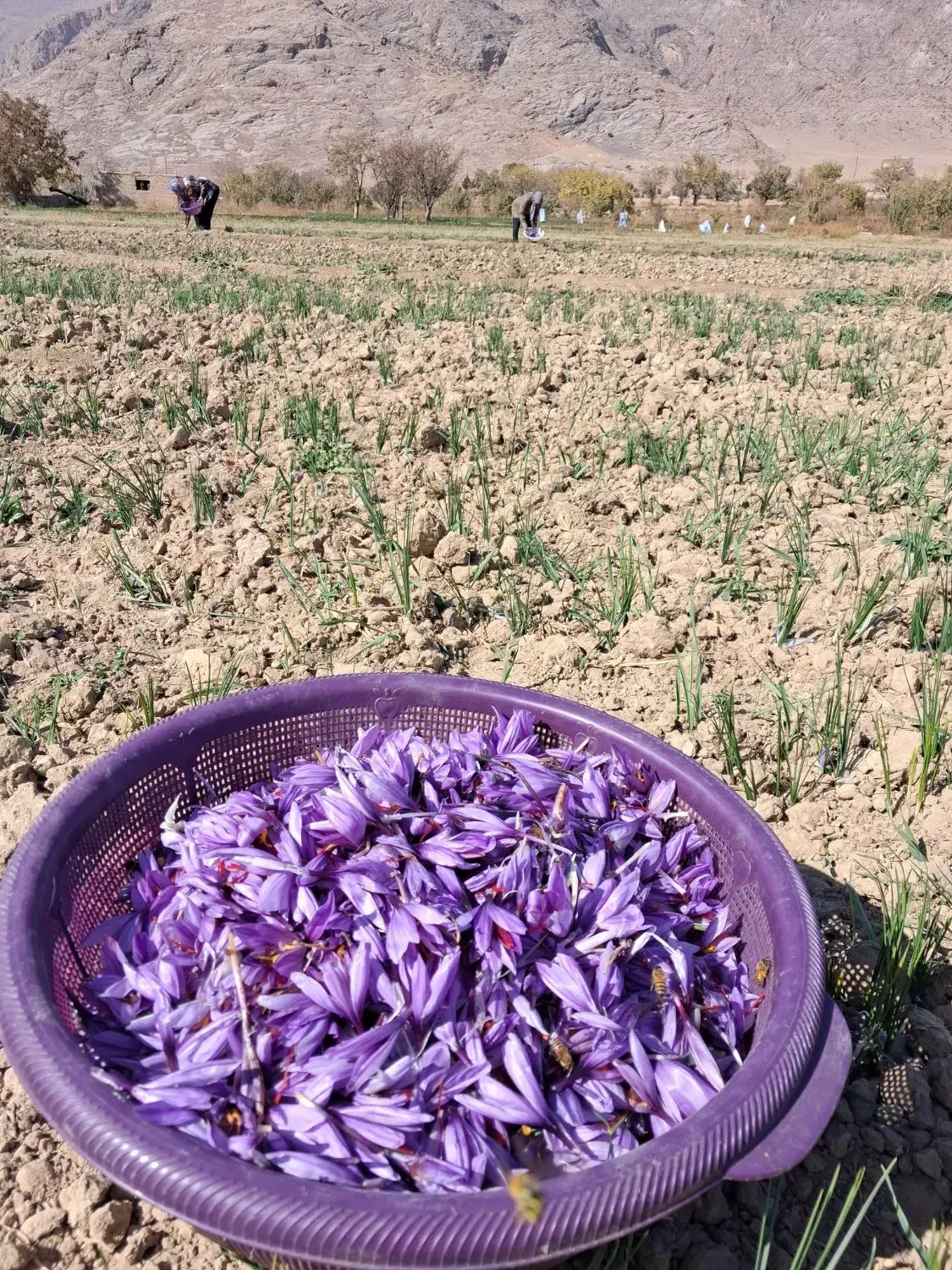 زعفران سرگل ممتاز|خوردنی و آشامیدنی|سرایان, |دیوار