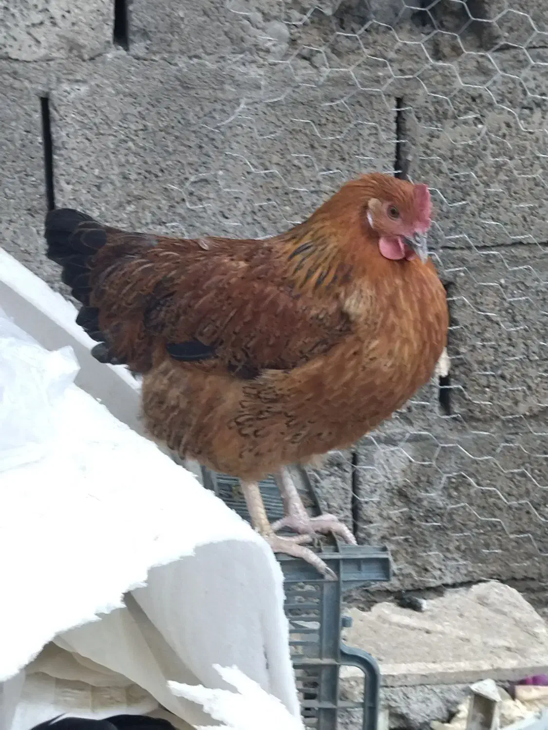 مرغ و خروس محلی|حیوانات مزرعه|سردشت, |دیوار