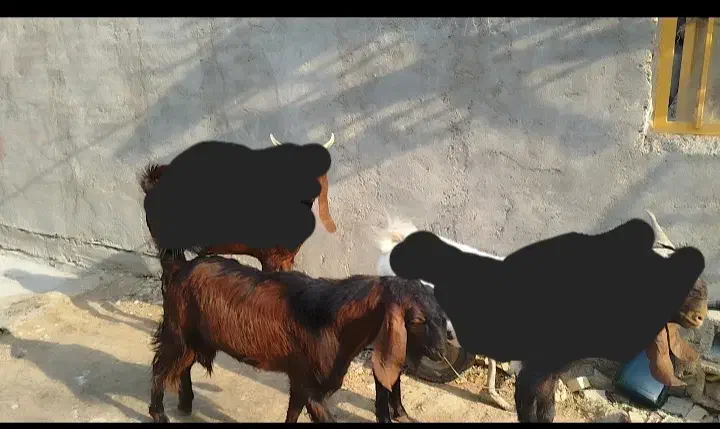 بز نر در شادگان|حیوانات مزرعه|شادگان, |دیوار