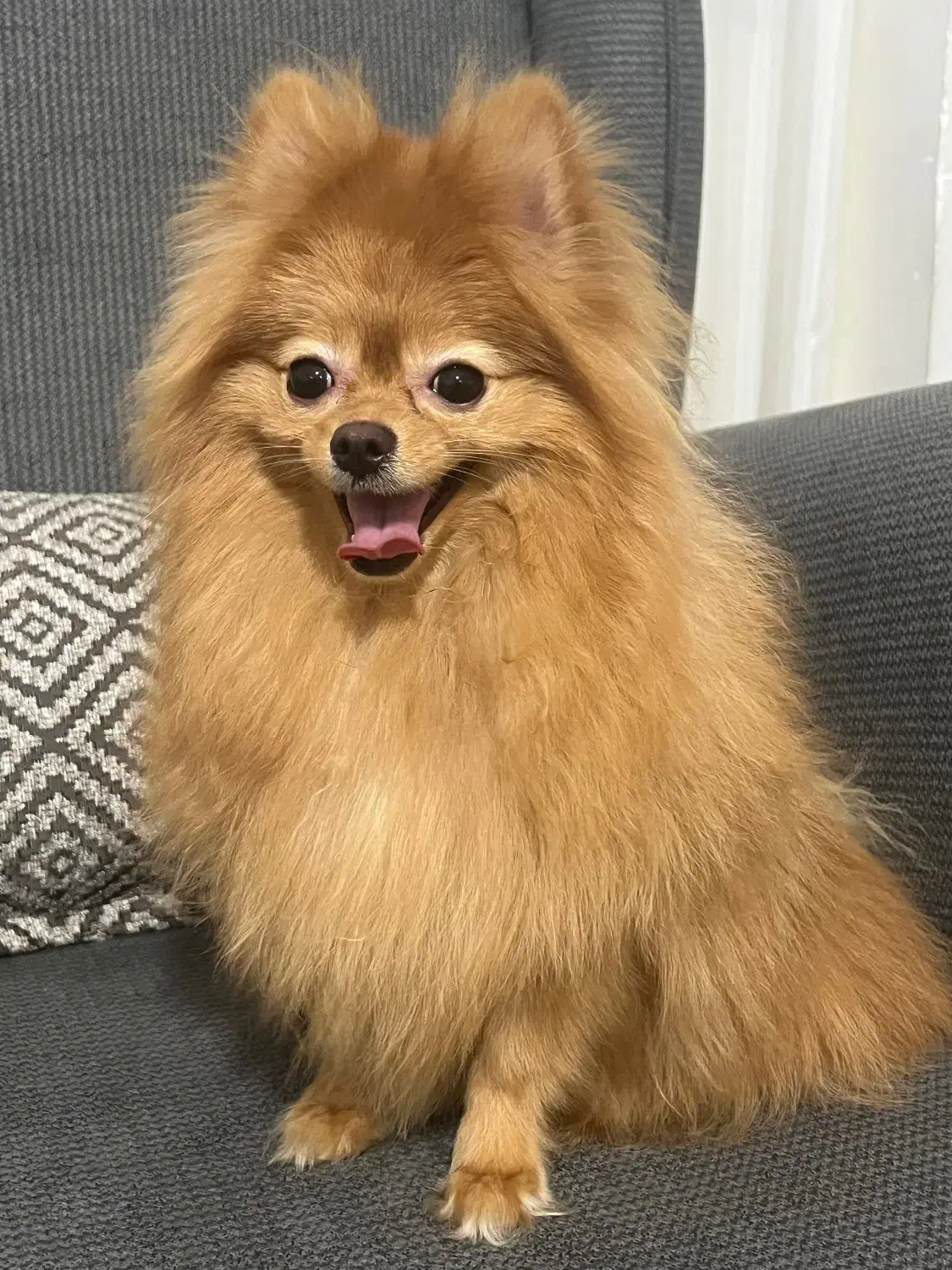 سگ پامرانین|سگ|رودسر, |دیوار