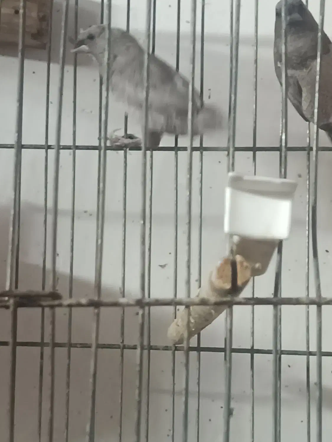 فنج بنگالی|پرنده|یزد, |دیوار