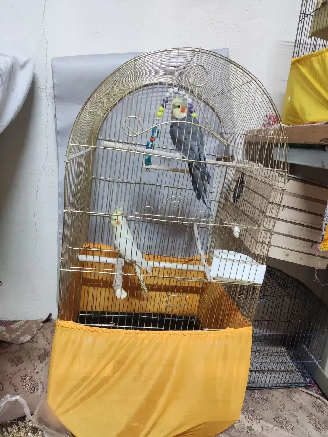 عروس مرغ عشق|پرنده|گلستان (تهران), |دیوار