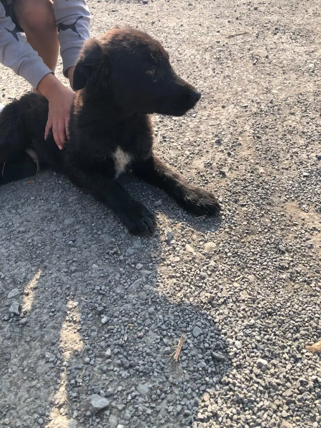 سگ قدرجونی تازه از اصفهان اوردم|سگ|نوشهر, |دیوار