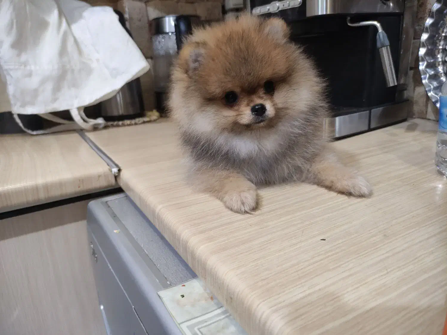 پامرانین دوسر خرسی|سگ|بندرعباس, |دیوار