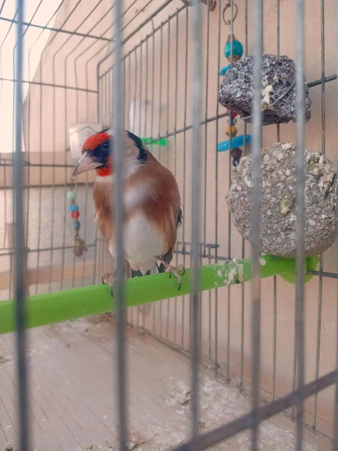 سهره نر|پرنده|خمینی‌شهر, |دیوار