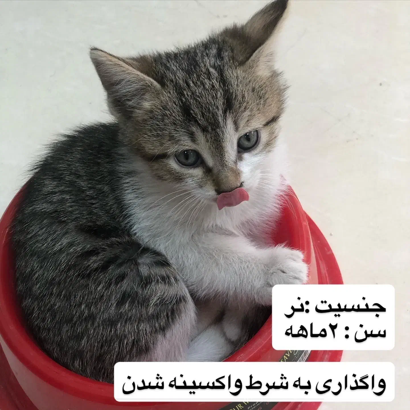 واگذاری بچه گربه دی اس اچ|گربه|تهران, جنتآباد مرکزی|دیوار