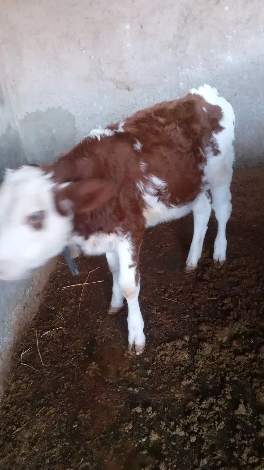 گوساله|حیوانات مزرعه|آق قلا, |دیوار